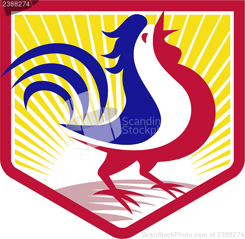 Image of Rooster Cockerel Crowing Crest