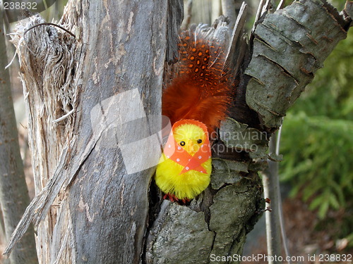 Image of a chicken in the tree