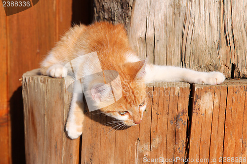 Image of Red kitten