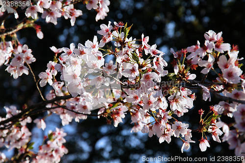 Image of Cherry blossom