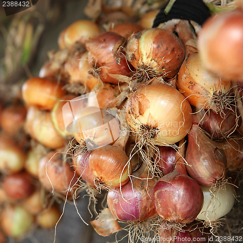Image of many yellow bulb onions