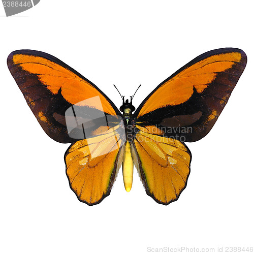 Image of Birdwing Butterfly