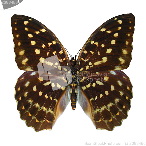 Image of Speckled Hen Butterfly