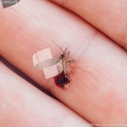 Image of Dead mosquito with blood