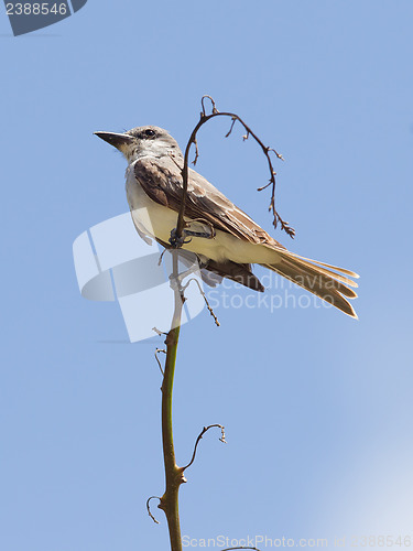 Image of Grey Kingbird (Tyrannus dominicensis) 