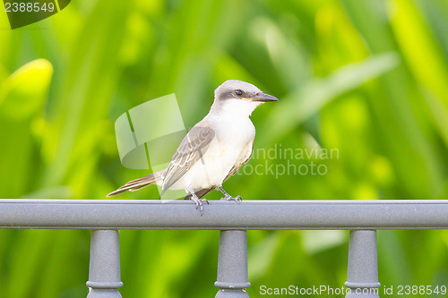 Image of Grey Kingbird (Tyrannus dominicensis)