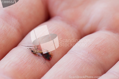 Image of Dead mosquito with blood