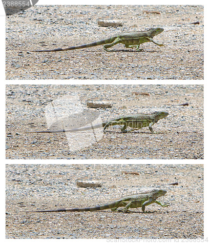 Image of Green Iguana (Iguana iguana) walking