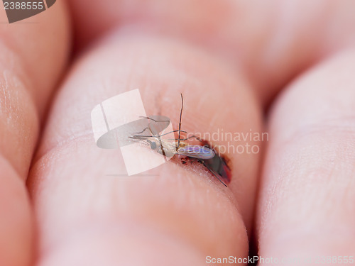 Image of Dead mosquito with blood