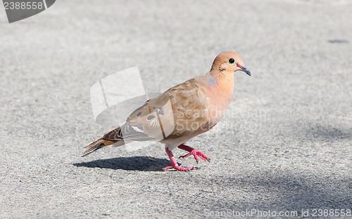 Image of Red Turtle Dove (Streptopelia tranquebarica) 