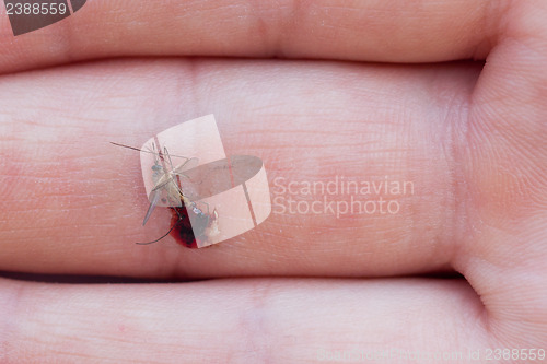 Image of Dead mosquito with blood