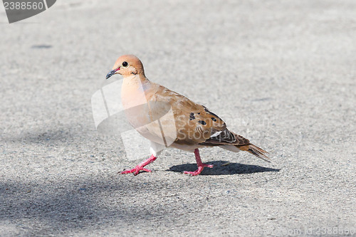 Image of Red Turtle Dove (Streptopelia tranquebarica) 