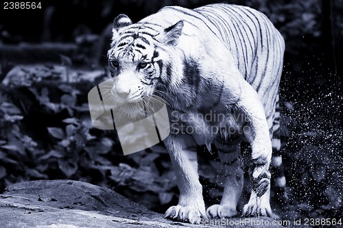 Image of White Tiger