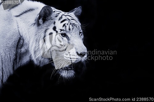 Image of White Tiger