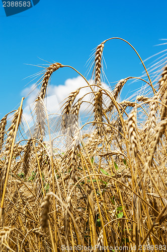 Image of gold ears of wheat under sky