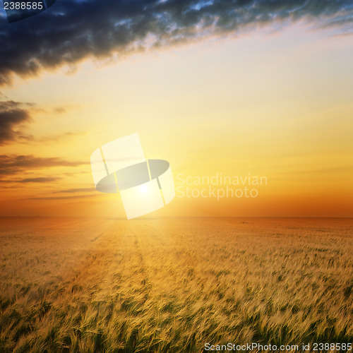 Image of field with gold ears of wheat in sunset