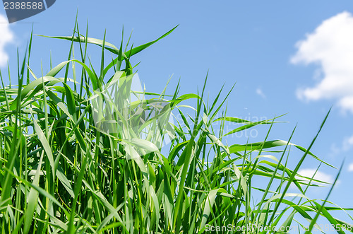 Image of green grass