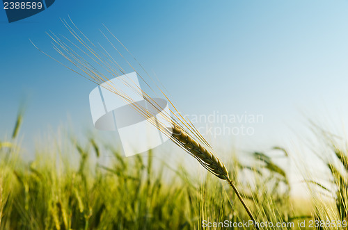 Image of green ear over field