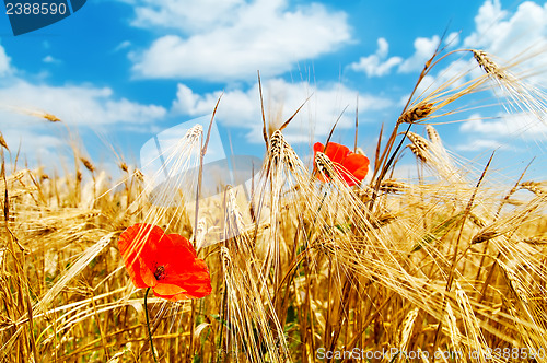 Image of red poppy on field