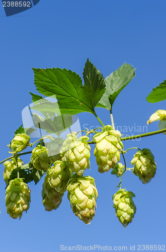 Image of branch of green hops