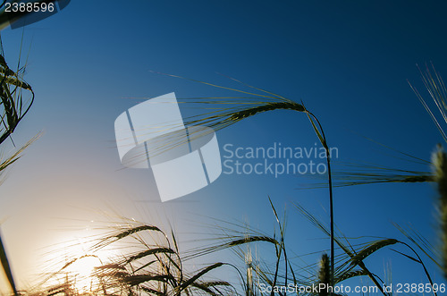 Image of green barley and sunset