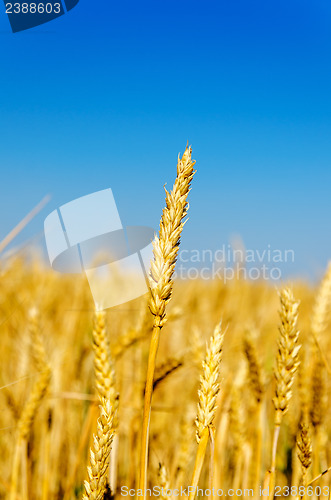 Image of one golden ear of wheat