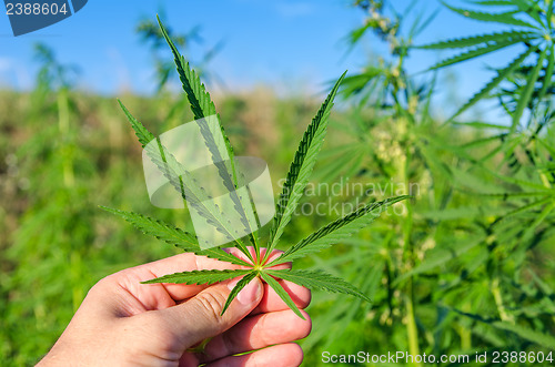 Image of green leaf of marijuana in hand