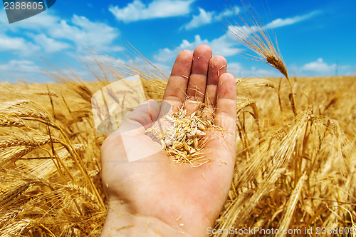 Image of gold harvest in hand