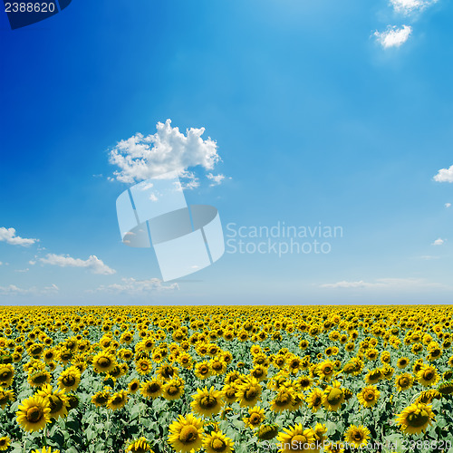 Image of sunflowers field and white clouds on blue sky