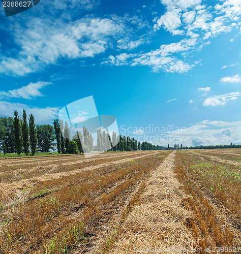 Image of collected harvest in windrows under cloudy sky