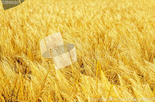 Image of golden field with harvest