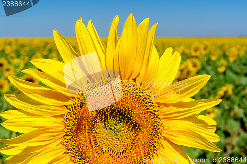 Image of beautiful sunflower over field