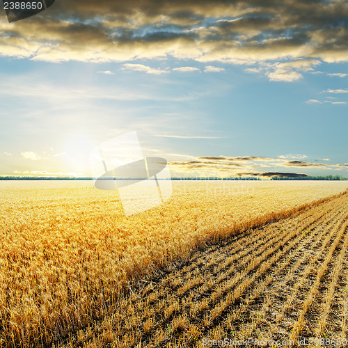 Image of sunset over wheat field