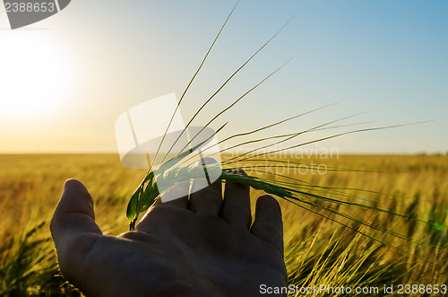 Image of green wheat in hand