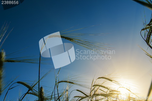 Image of sunset over harvest field