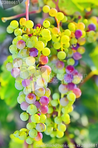 Image of unripe grapes 