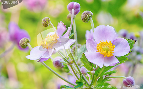 Image of lila flowers, macro