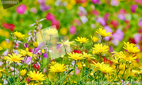 Image of beautiful yellow flowers in field