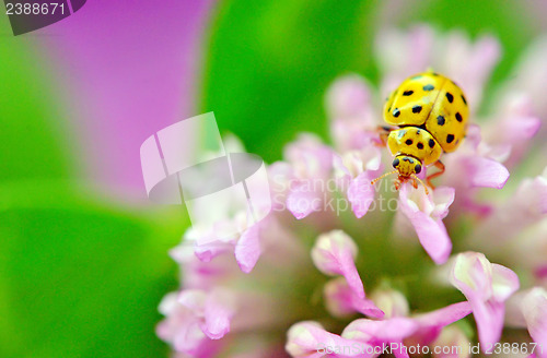 Image of yellow ladybug on pink flower