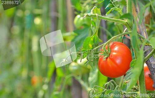 Image of Ripe garden tomatoes 