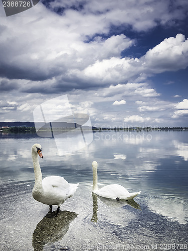 Image of Two swans on the shore