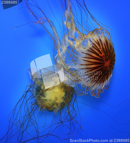 Image of Swimming  Jellyfish