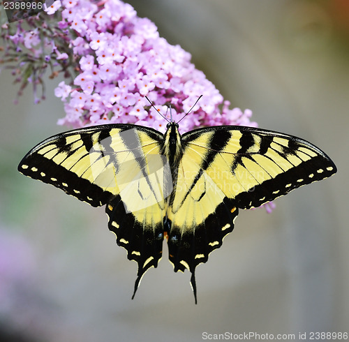 Image of Eastern Tiger Swallowtail Butterfly