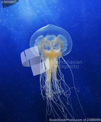Image of Swimming  Jellyfish 