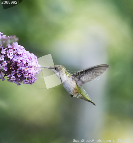 Image of Ruby Throated Hummingbird Female