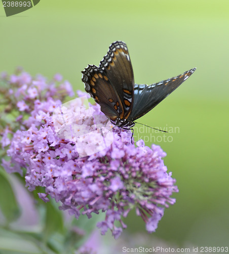 Image of Red-Spotted Purple Admiral Butterfly