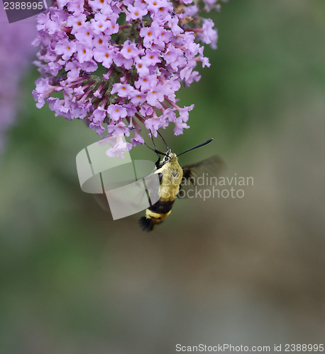 Image of Hummingbird Moth