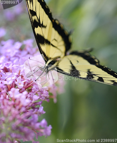 Image of Eastern Tiger Swallowtail Butterfly