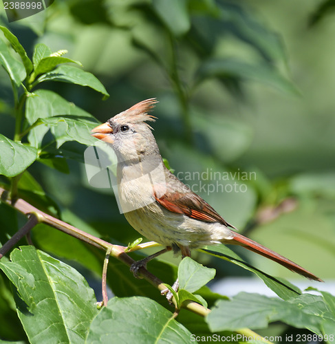 Image of Female Northern Cardinal