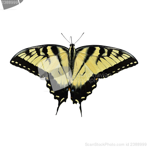 Image of Eastern Tiger Swallowtail Butterfly